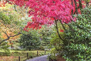 Arboretum Prints: Washington State, Seattle. Autumn color, Japanese Garden
