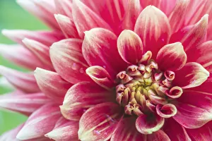 Images Dated 17th January 2022: Washington State, Seattle. Dahlia