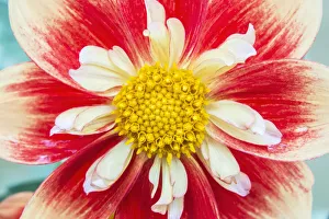 Images Dated 17th January 2022: Washington State, Seattle. Dahlia