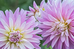 Images Dated 17th January 2022: Washington State, Seattle. Dahlia