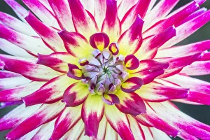 Images Dated 17th January 2022: Washington State, Seattle. Dahlia