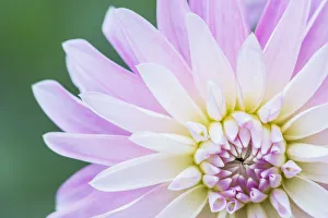 Images Dated 17th January 2022: Washington State, Seattle. Dahlia