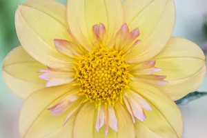 Images Dated 17th January 2022: Washington State, Seattle. Dahlia