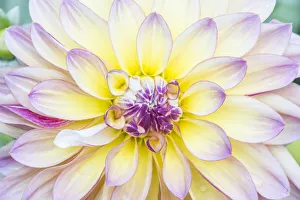 Images Dated 17th January 2022: Washington State, Seattle. Dahlia