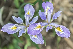 Seattle Prints: Washington State, Seattle. Iris