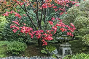 Arboretum Prints: Washington State, Seattle. Japanese Garden