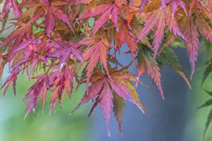Images Dated 24th June 2021: Washington State, Seattle. Kubota Garden, Autumn leaves