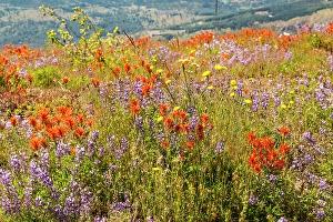 Multicolored Prints: Washington State, Skamania County