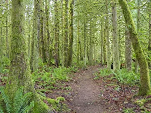 Images Dated 14th October 2021: Washington State, Tiger Mountain, Trail through Moss covered trees