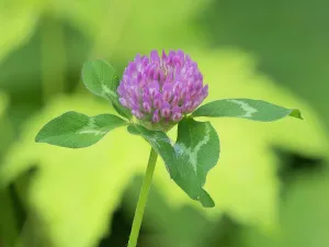 Images Dated 30th July 2024: Washington State, Tiger Mountain. Red clover flower with green leaves, close-up