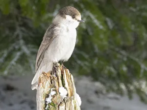 Images Dated 18th May 2022: Washington State, Tiger Mountain. Gray jay