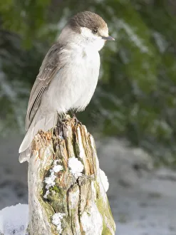 Images Dated 18th May 2022: Washington State, Tiger Mountain. Gray jay