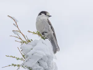 Images Dated 18th May 2022: Washington State, Tiger Mountain. Gray jay