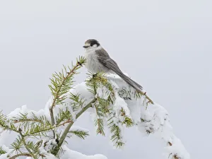 Images Dated 18th May 2022: Washington State, Tiger Mountain. Gray jay