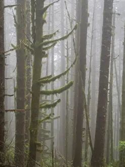 Images Dated 18th May 2022: Washington State, Tiger Mountain, Trees in fog