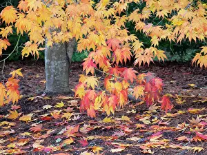 Maple Prints: Washington State, USA. Autumn colored maple leaves