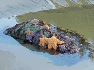 Washington State, USA. Olympic National Park, Rialto Beach, orange and purple ochre sea stars
