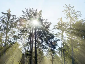 Sunray Prints: Washington State, USA. Olympic National Park, Rialto Beach, sunrays through trees in fog