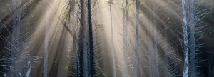 Images Dated 4th January 2024: Washington State, USA. Olympic National Park, Rialto Beach, sunrays through trees in fog