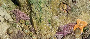 : Washington State, USA. Olympic National Park