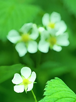 Strawberry Prints: Washington State, USA. Strawberry blossom close-up