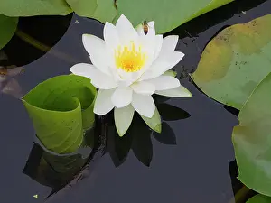 : Washington State, USA. Water lily in pond