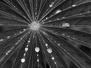 Images Dated 25th January 2024: Washington State. Water drops on lupine leaves
