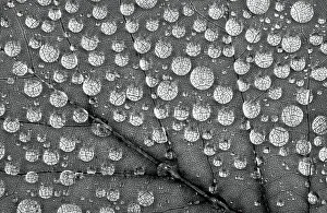 Images Dated 25th January 2024: Washington State. Water drops on maple leaf