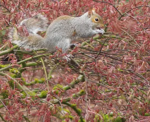 Images Dated 30th July 2024: Washington State. Western gray squirrel in lace leaf maple tree eating new leaf shoots