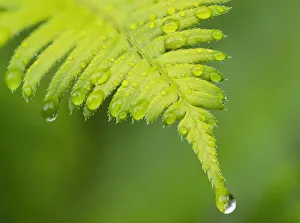 Droplet Prints: Washington State. Western sword fern
