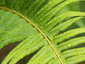 Images Dated 9th June 2021: Washington State. Western sword fern