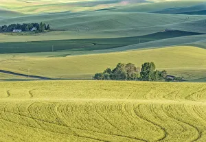 Bucolic Prints: Washington State, Whitman County. Palouse farm fields