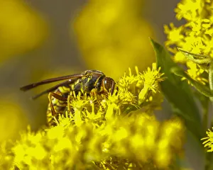 Images Dated 2022: Wasp on a flower