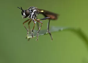 Wasp on a single leaf, Pennsylvania, USA