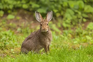 Watchful Prints: Watchful Snowshoe Hare in Summer Phase on Olympic Peninsula