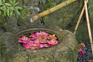 Bamboo Prints: water basin, flowers, Portland Japanese Garden, Portland, Oregon, USA