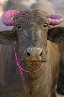 Images Dated 22nd October 2006: Water buffalo decorated for Diwali festival. This is the most important Hindu festival