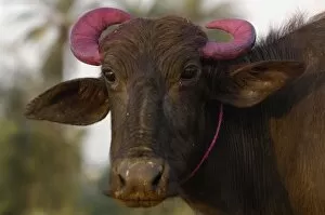 Water buffalo decorated for Diwali festival. This is the most important Hindu festival