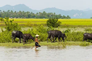 Burma Prints: Water buffalo on the shore of Kaladan River, between Mrauk-U and Sittwe, Rakhine State