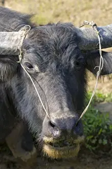 Live Stock Prints: Water buffalo used for farming and transportation near Hue, Vietnam