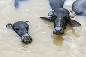 Images Dated 25th September 2005: Water buffalos in Ganges River, Varanasi, India
