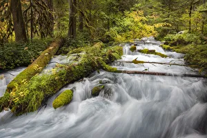 Janis Miglavs Prints: Water cascades over lush mossy logs in Olallie Creek near McKenzie River
