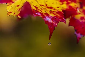 Rainy Prints: Water droplet falls from sugar maple leaf on rainy day in the Upper Peninsula of Michigan