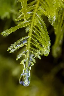Images Dated 24th April 2017: Water droplets drip from moss in Olympic National Park, Washington, USA