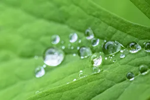 Images Dated 22nd January 2021: Water droplets on leaf