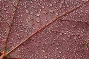 Water Drop Prints: Water drops on red maple leaf, A