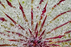 Raindrop Prints: Water drops on thistle, Hurricane Ridge, Olympic National Park, Washington State
