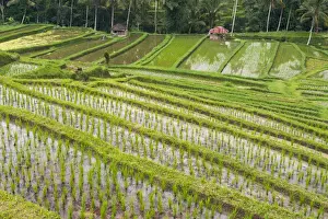 Images Dated 18th June 2015: Water filled rice terraces, Bali island, Indonesia