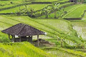 Water filled rice terraces, Bali island, Indonesia