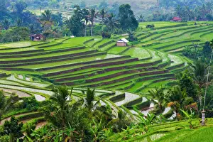 Bali Prints: Water filled rice terraces, Bali island, Indonesia